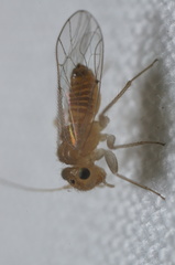 Hemipsocus chloroticus