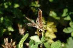 Argyrolobium biebersteinii