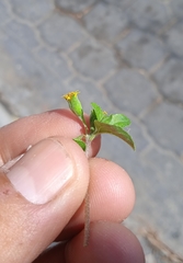 Calyptocarpus vialis