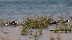 Himantopus himantopus