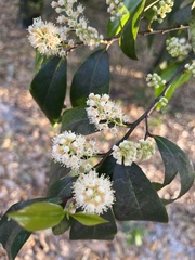 Prunus caroliniana image