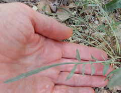 Scorzonera laciniata