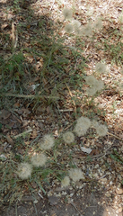 Scorzonera laciniata