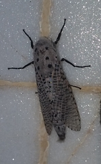 Polyphagozerra coffeae