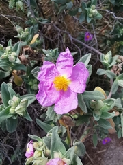 Cistus albidus