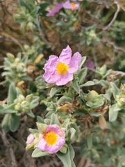 Cistus albidus