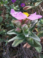 Cistus albidus