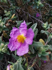 Cistus albidus