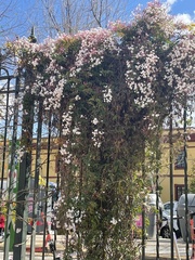 Jasminum officinale
