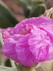Cistus albidus