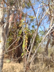 Vachellia campechiana