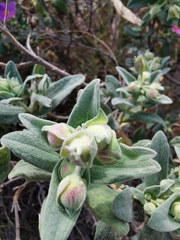 Cistus albidus
