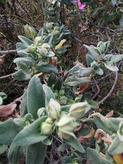 Cistus albidus