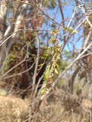 Vachellia campechiana