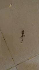 Hemidactylus mabouia