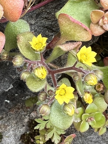 Aichryson villosum