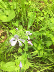 Phlox divaricata laphamii