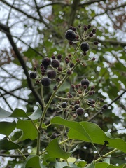Hedera helix