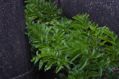 Angelica japonica