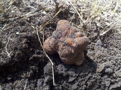 Tuber lyonii