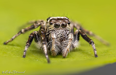 Tusitala