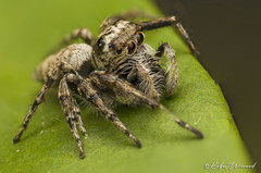 Tusitala