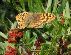 Pararge aegeria