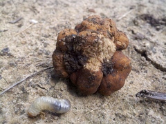 Tuber lyonii