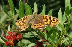 Pararge aegeria