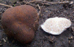Tuber lyonii