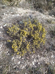 Thymelaea tinctoria