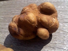 Tuber lyonii