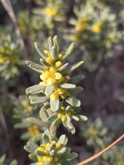 Thymelaea tinctoria