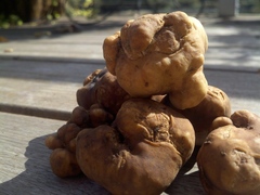 Tuber lyonii