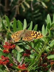 Pararge aegeria