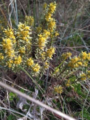Thymelaea tinctoria