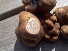 Tuber lyonii