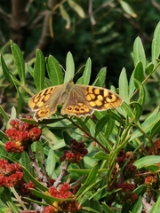 Pararge aegeria