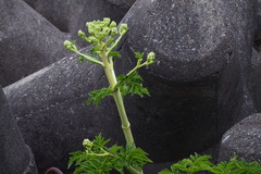 Angelica japonica