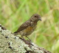 Monticola angolensis
