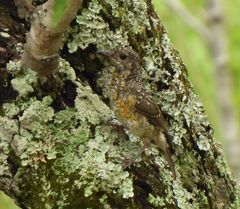 Monticola angolensis