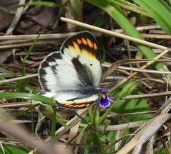 Colotis antevippe gavisa