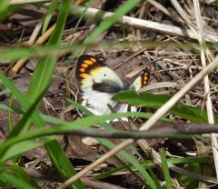 Colotis antevippe gavisa