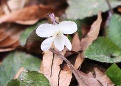 Viola alba alba