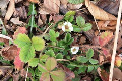 Potentilla carniolica