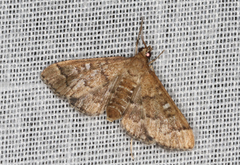Nacoleia rhoeoalis