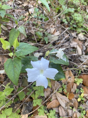 Thunbergia fragrans image
