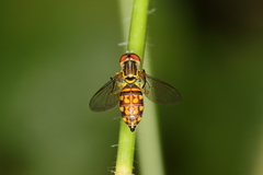 Toxomerus pictus