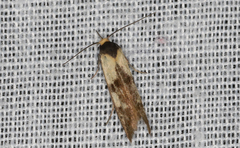 Palimmeces leucopelta