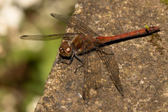 Sympetrum nigrifemur